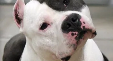 American staffordshire terrier: всичко за породата